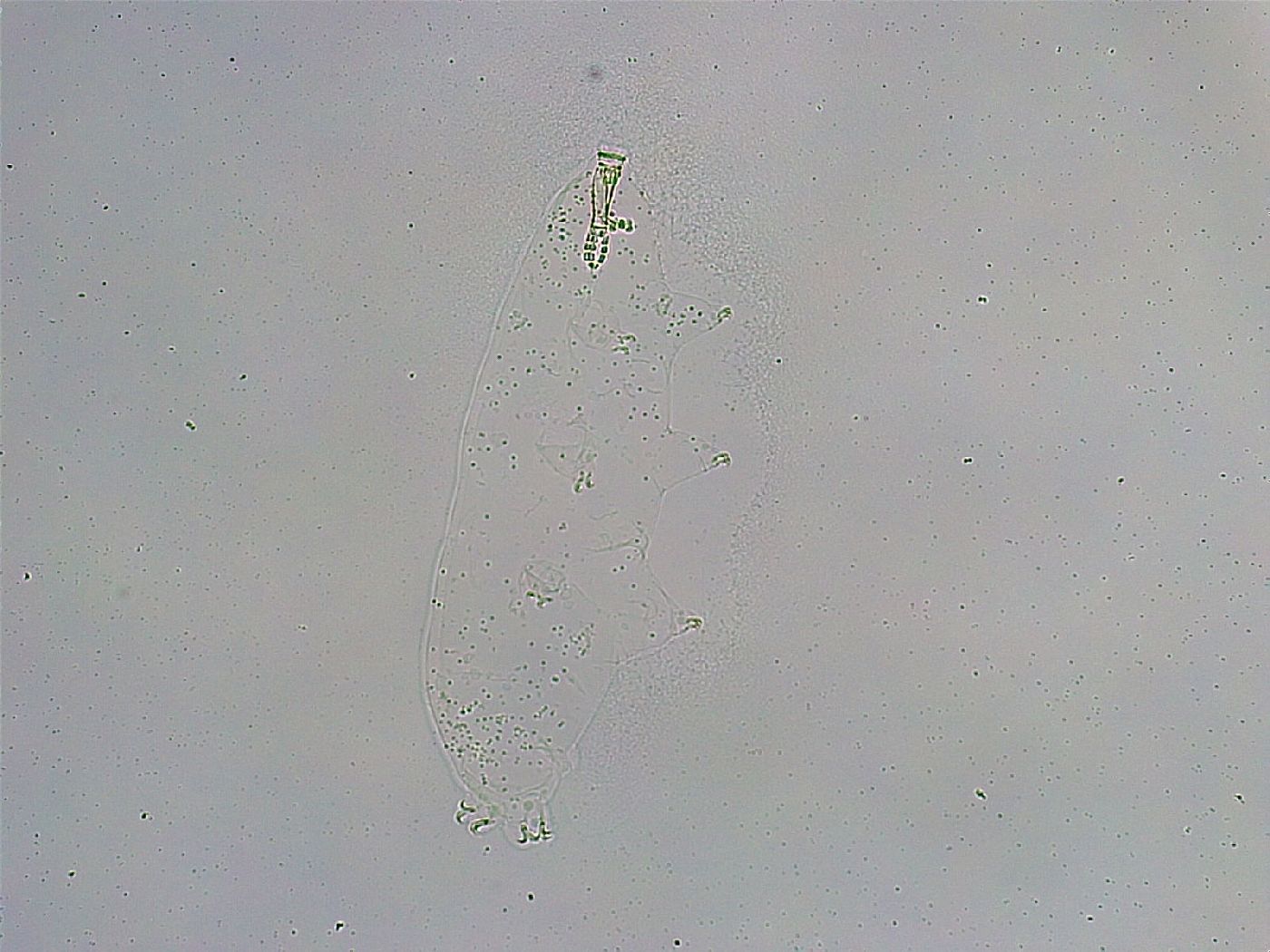 Mesobiotus liviae image