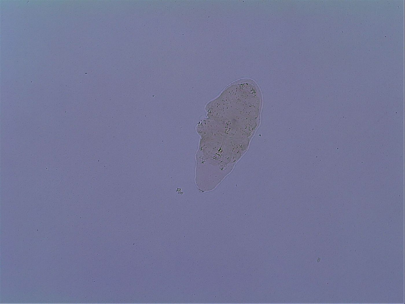 Mesobiotus snaresensis image