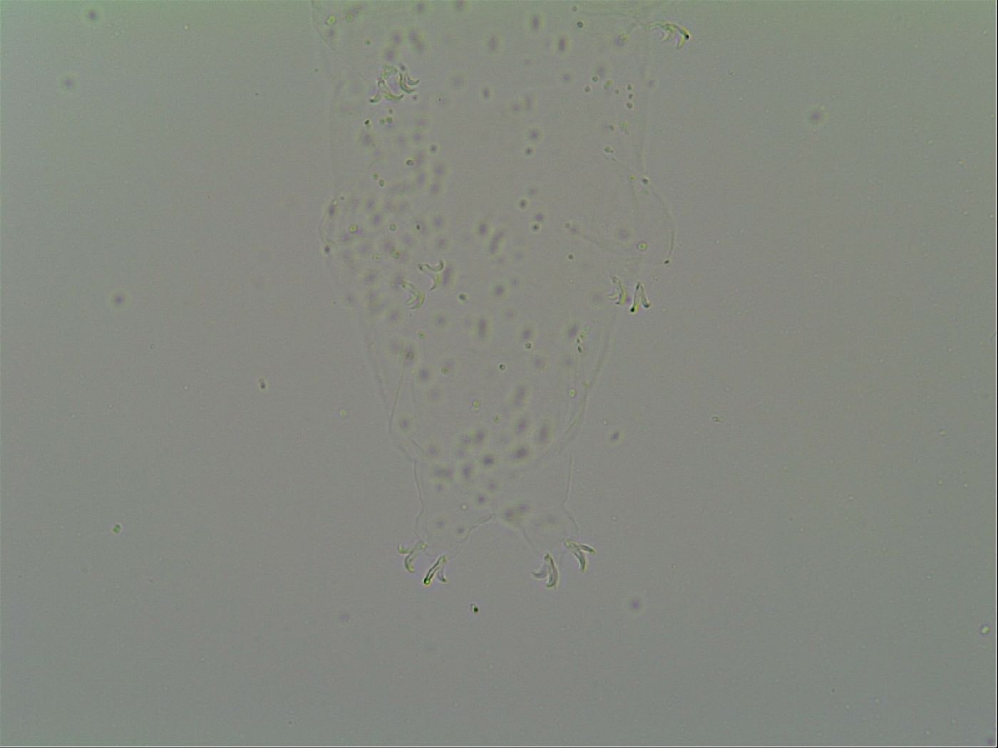 Macrobiotus topali image