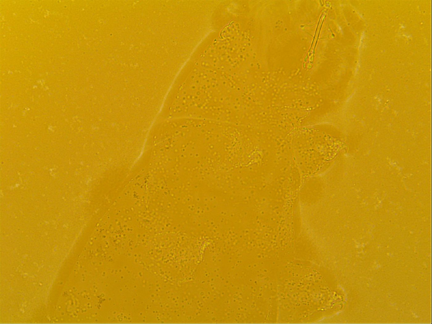 Macrobiotus topali image