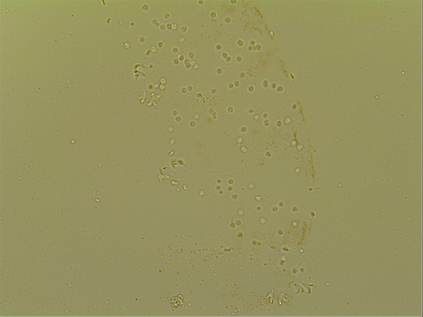 Macrobiotus topali image