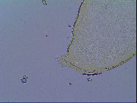 Mesobiotus stellaris image