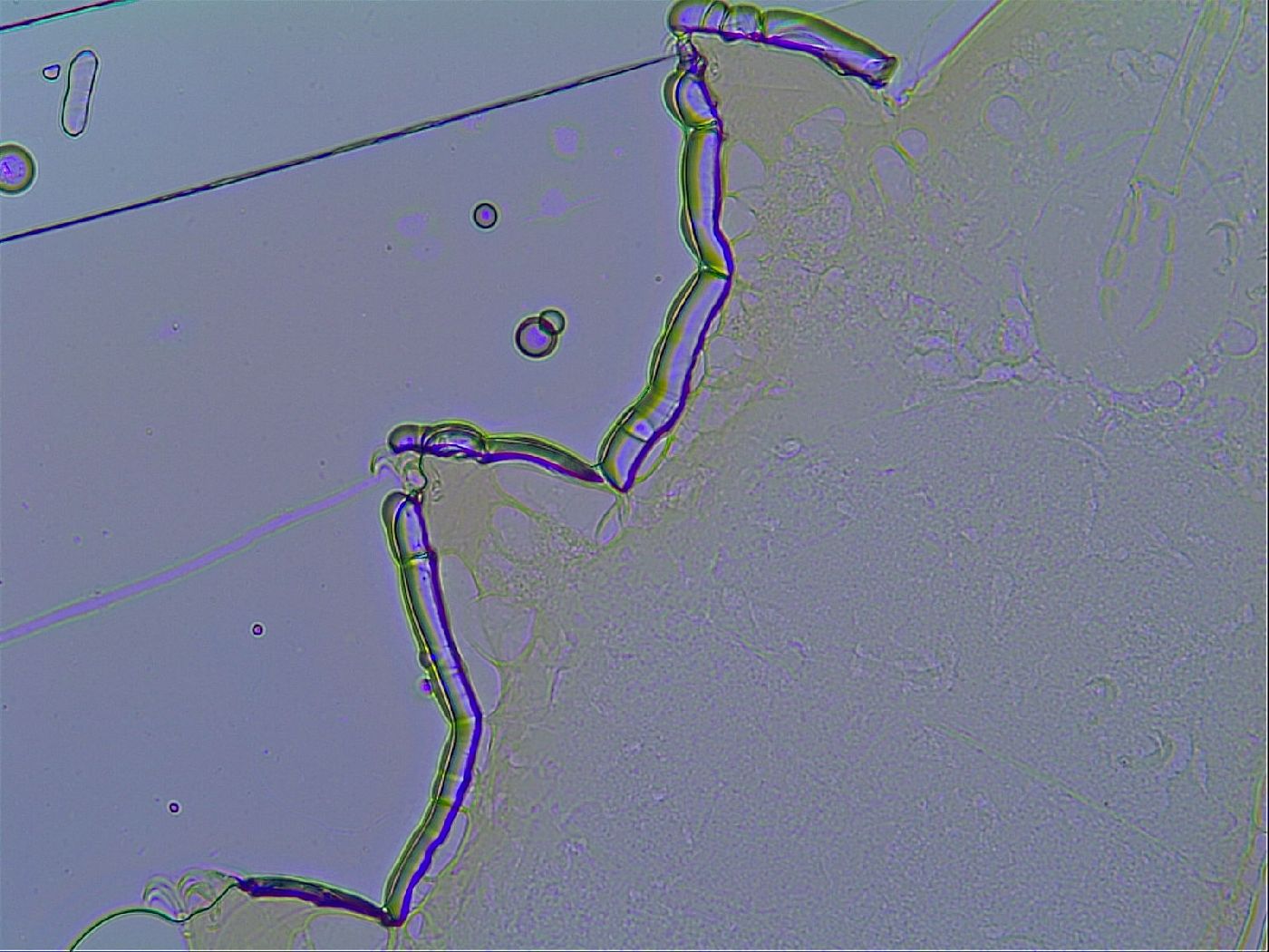 Mesobiotus stellaris image