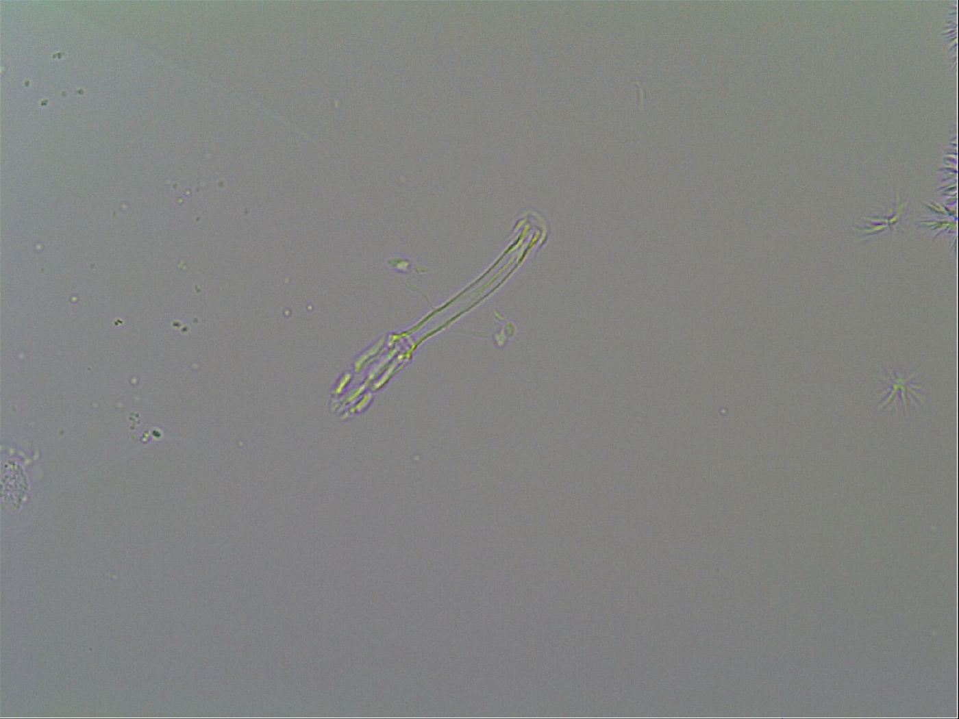 Macrobiotus recens image