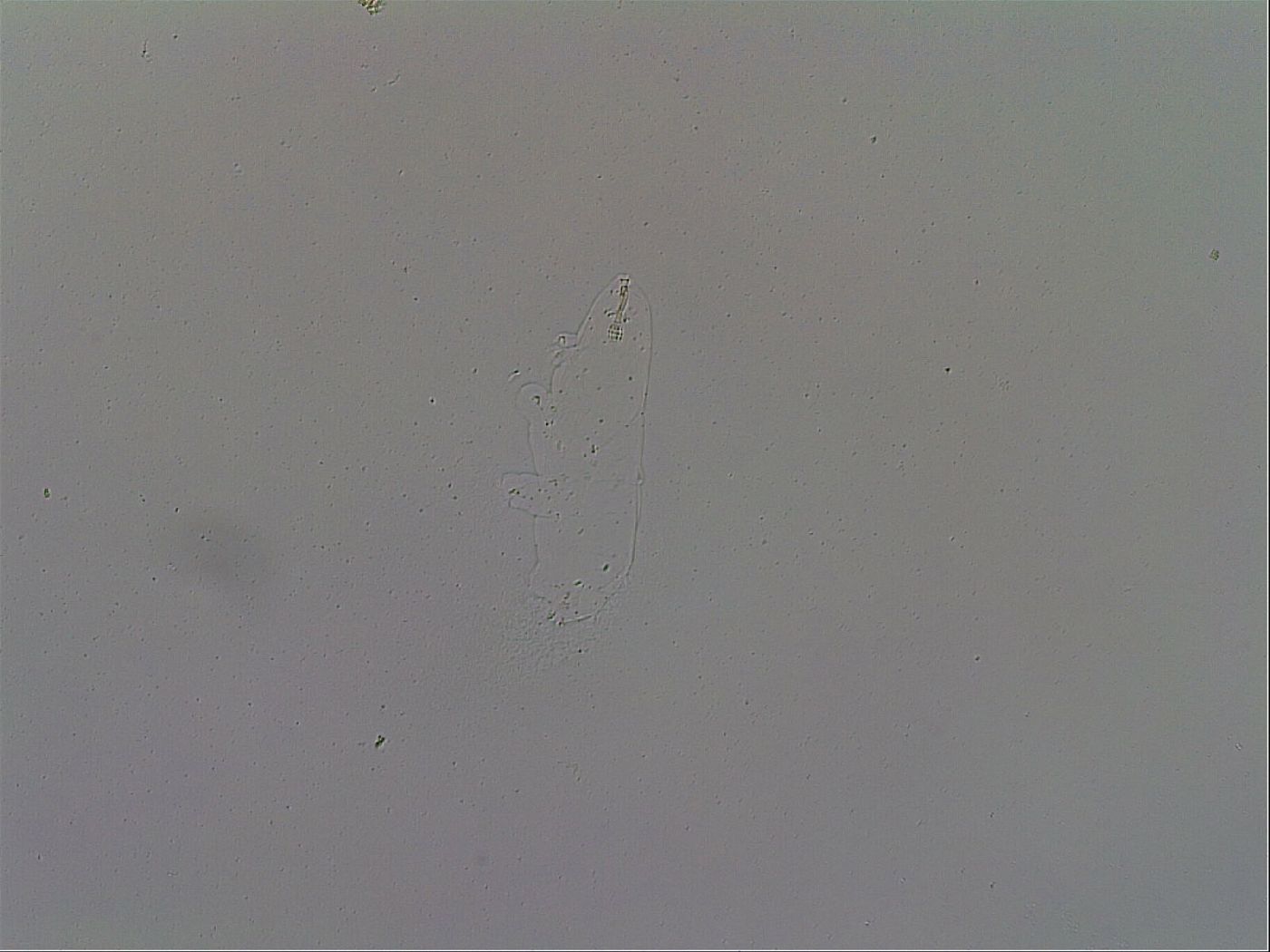 Paramacrobiotus areolatus image