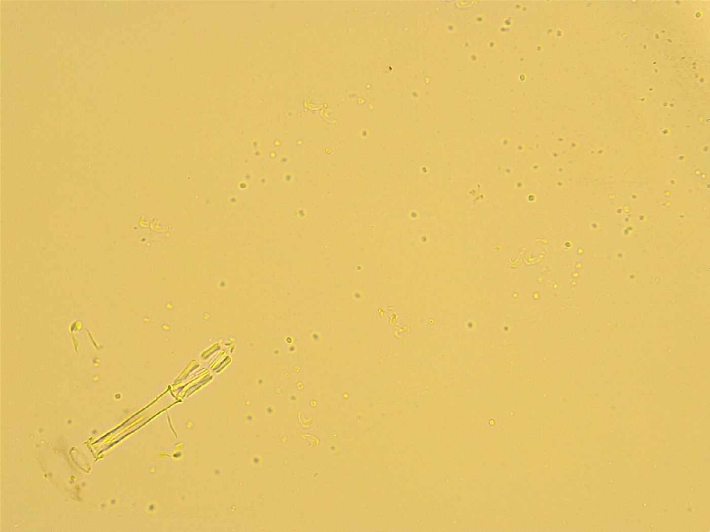 Macrobiotus recens image