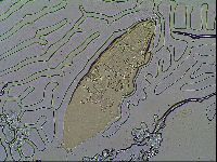 Milnesium tardigradum image