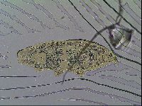 Milnesium tardigradum image