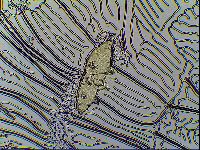 Milnesium tardigradum image