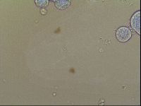 Milnesium tardigradum image