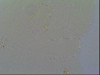 Milnesium tardigradum image