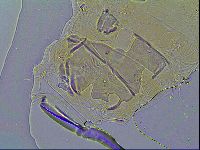 Milnesium tardigradum image