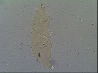 Milnesium tardigradum image