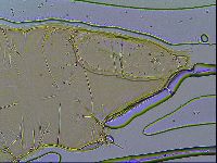 Milnesium tardigradum image