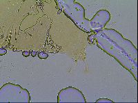 Milnesium tardigradum image