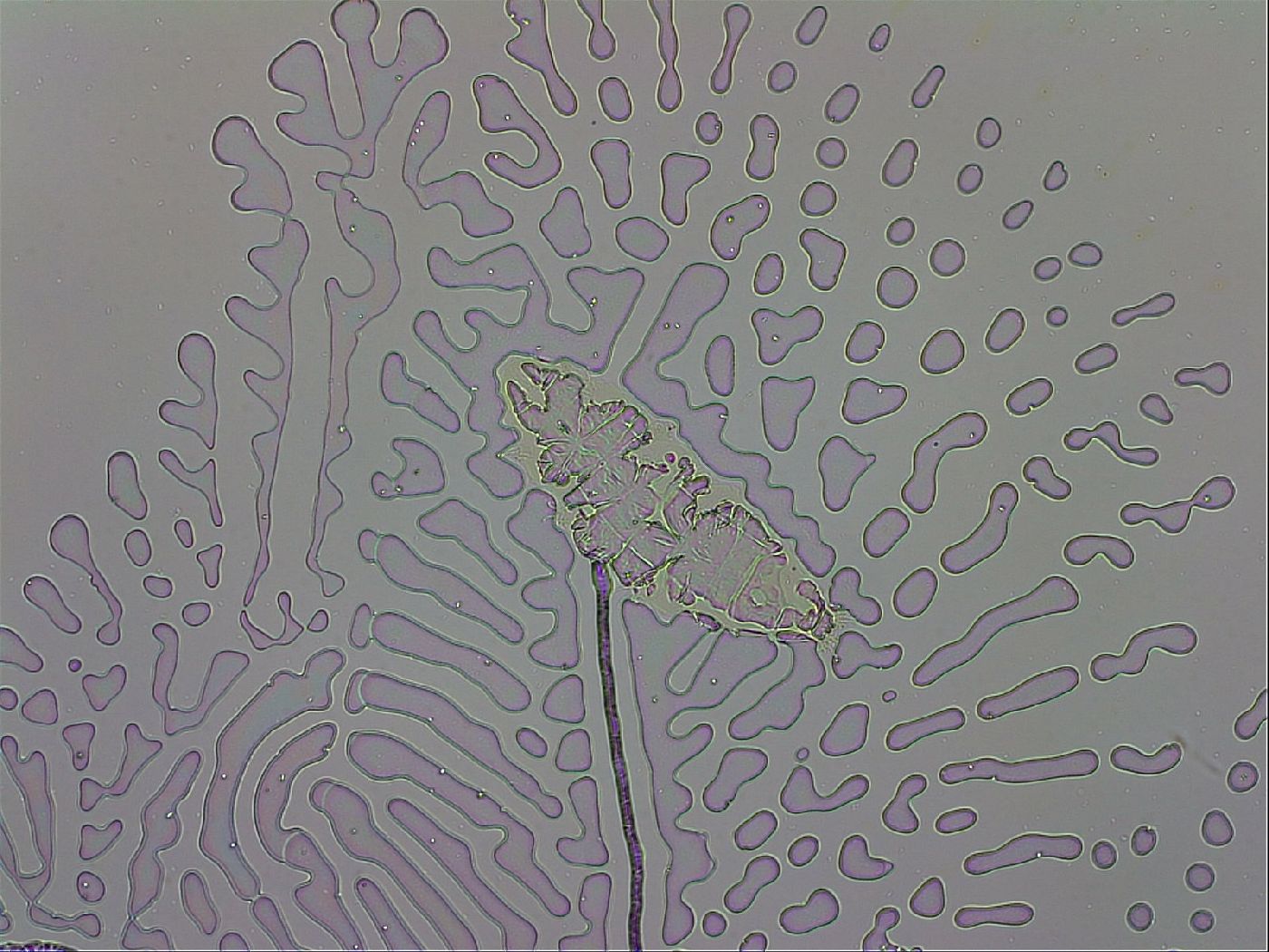 Milnesium tardigradum image