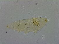 Milnesium tardigradum image