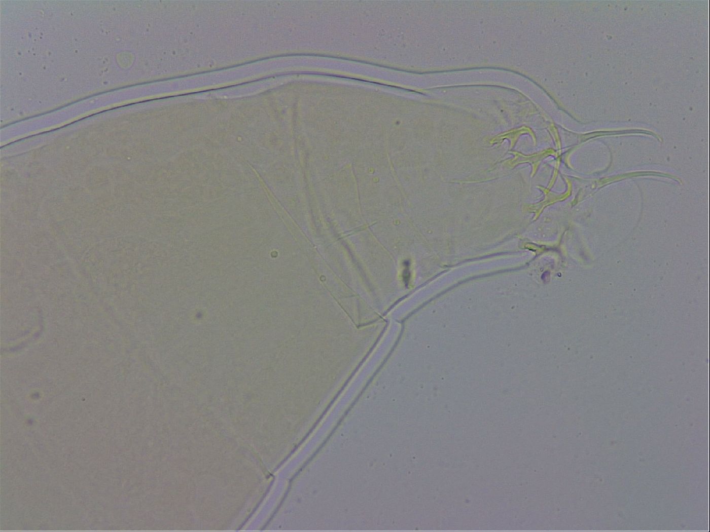 Milnesium tardigradum image