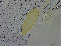 Milnesium tardigradum image