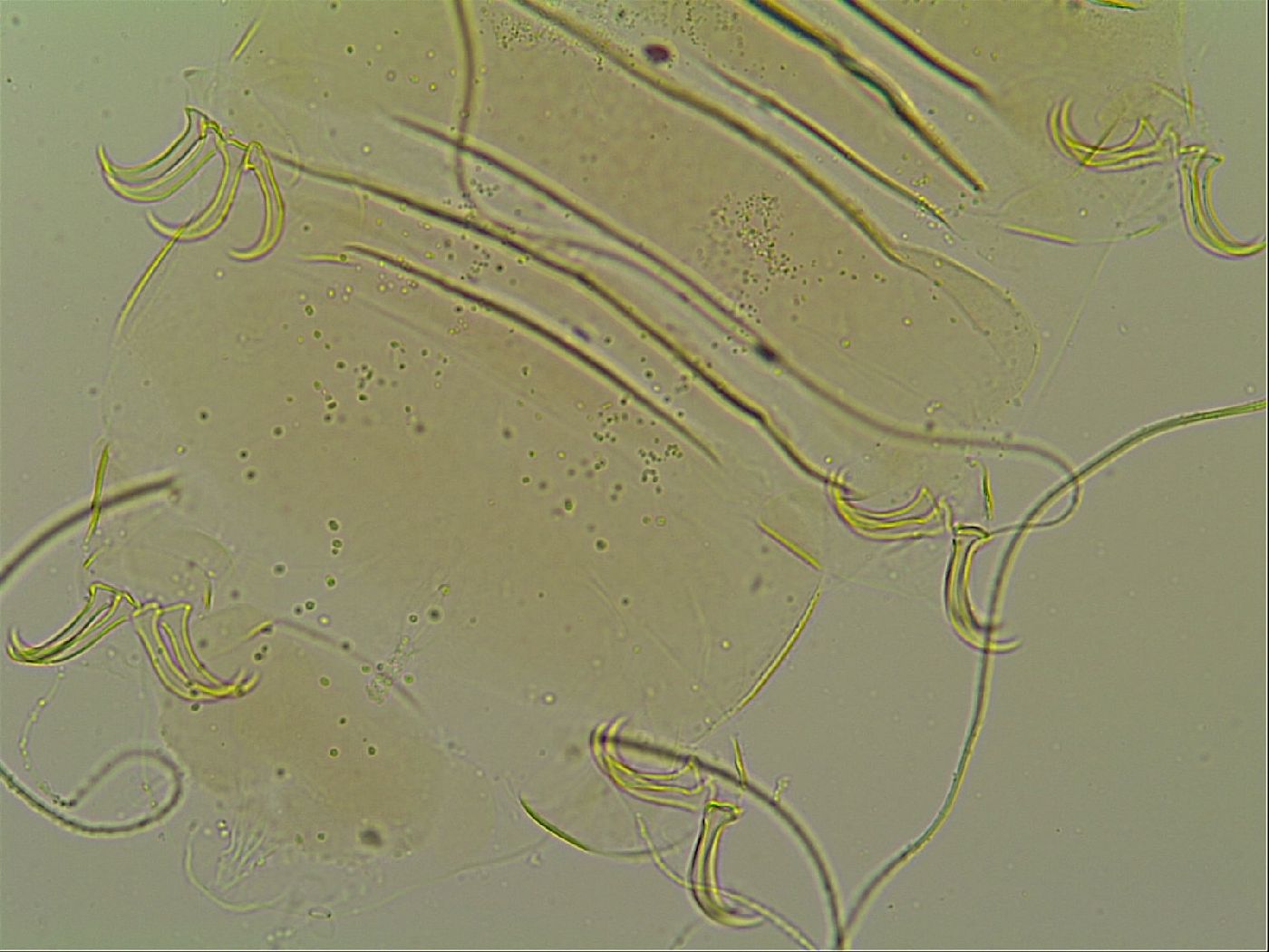 Novechiniscus armadilloides image