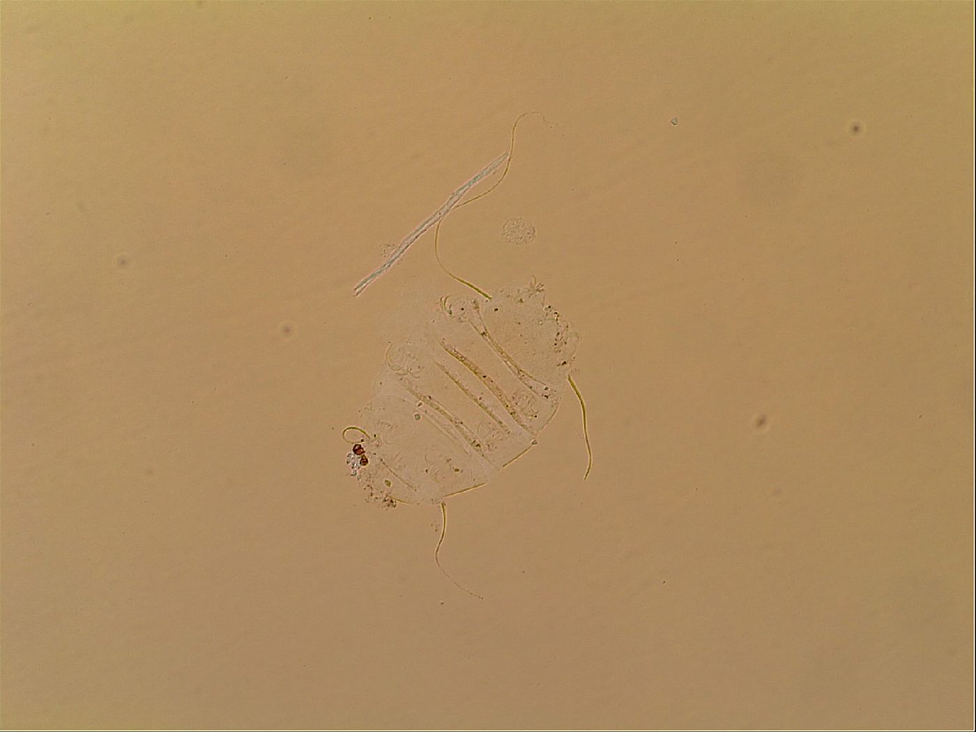 Novechiniscus armadilloides image