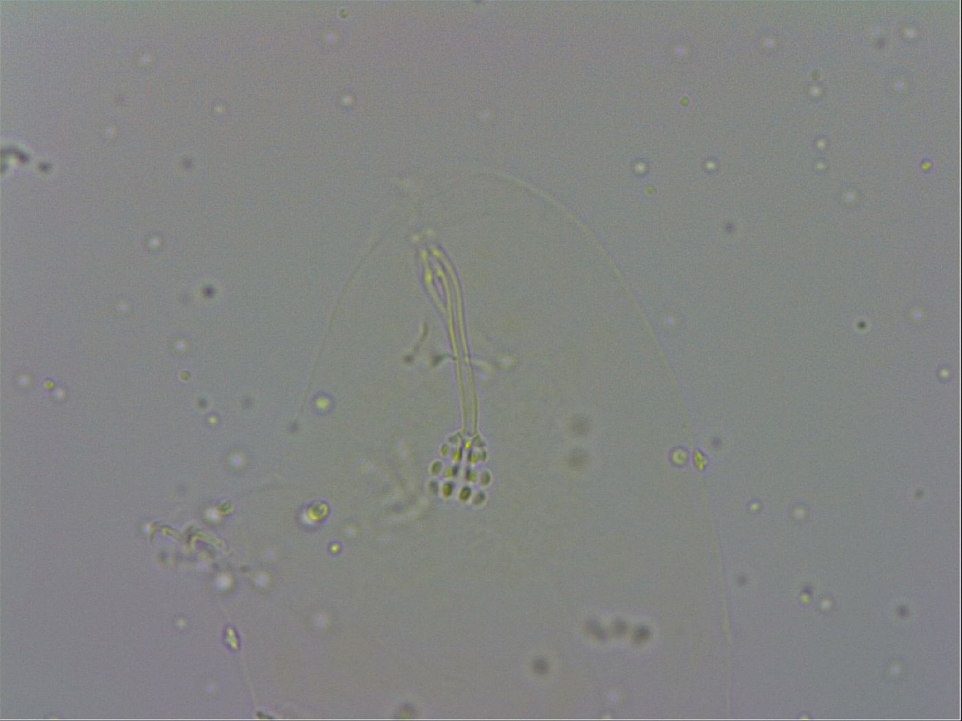 Minibiotus image
