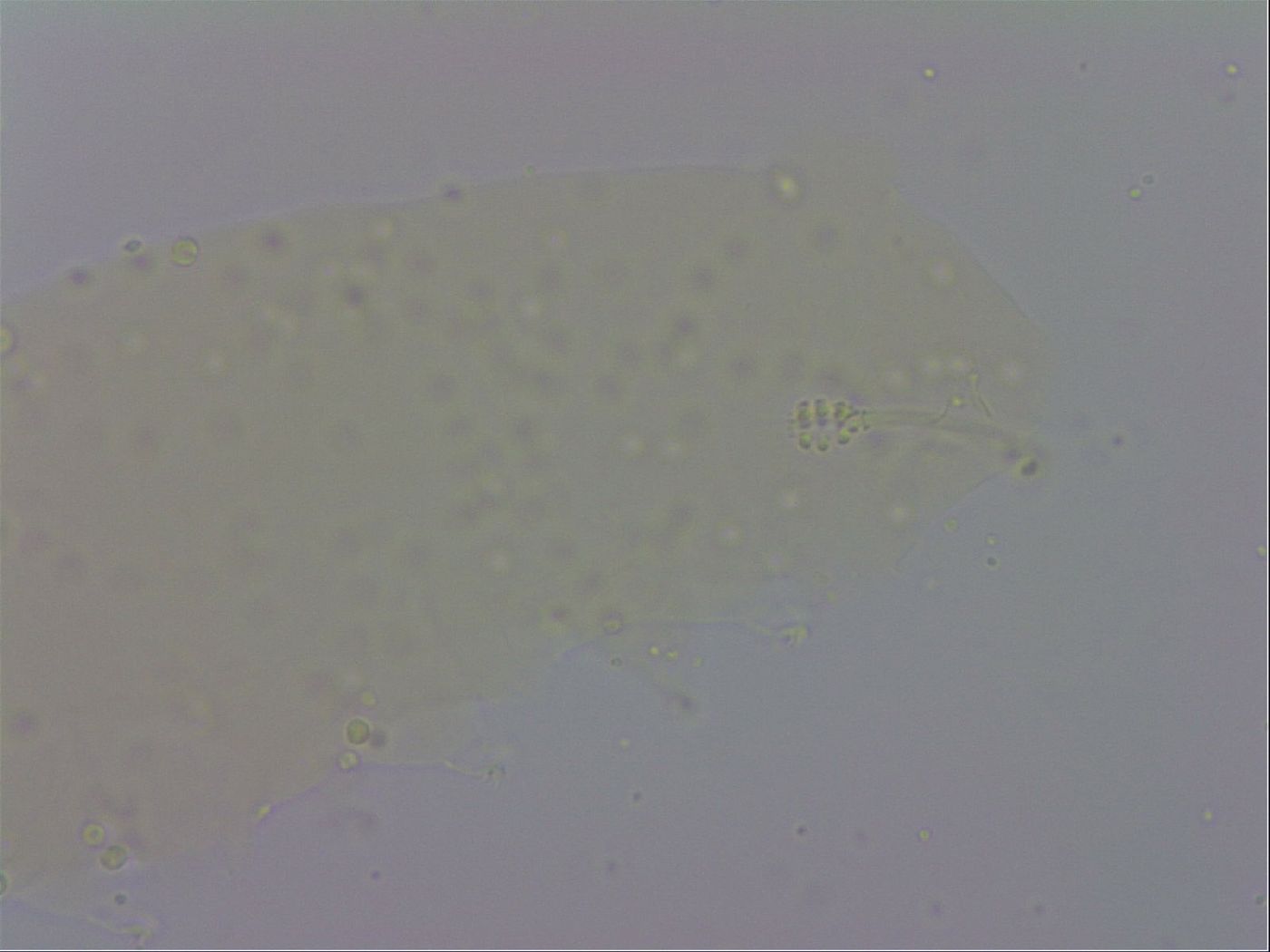 Minibiotus intermedius image