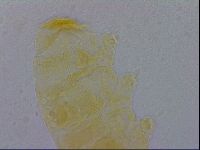 Minibiotus intermedius image