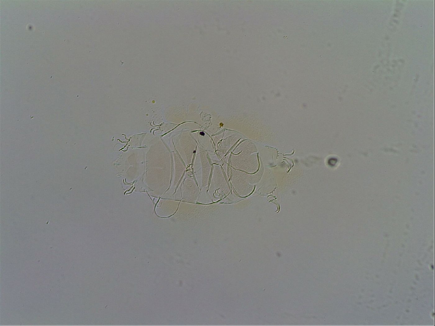 Echiniscus testudo image