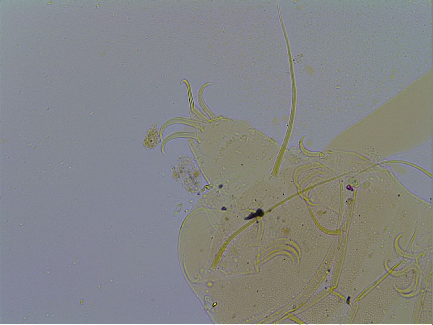 Echiniscus testudo image
