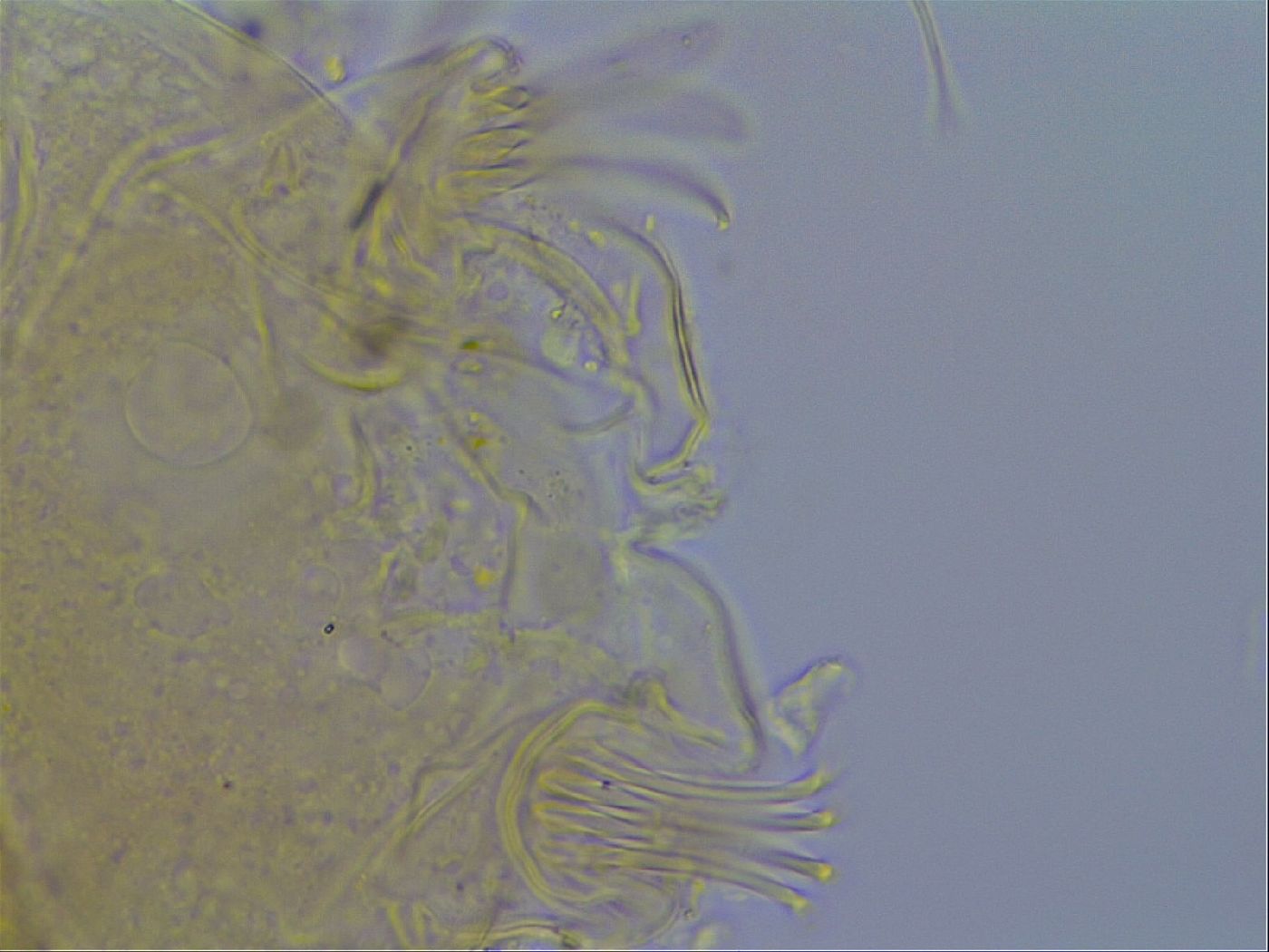 Echiniscus testudo image