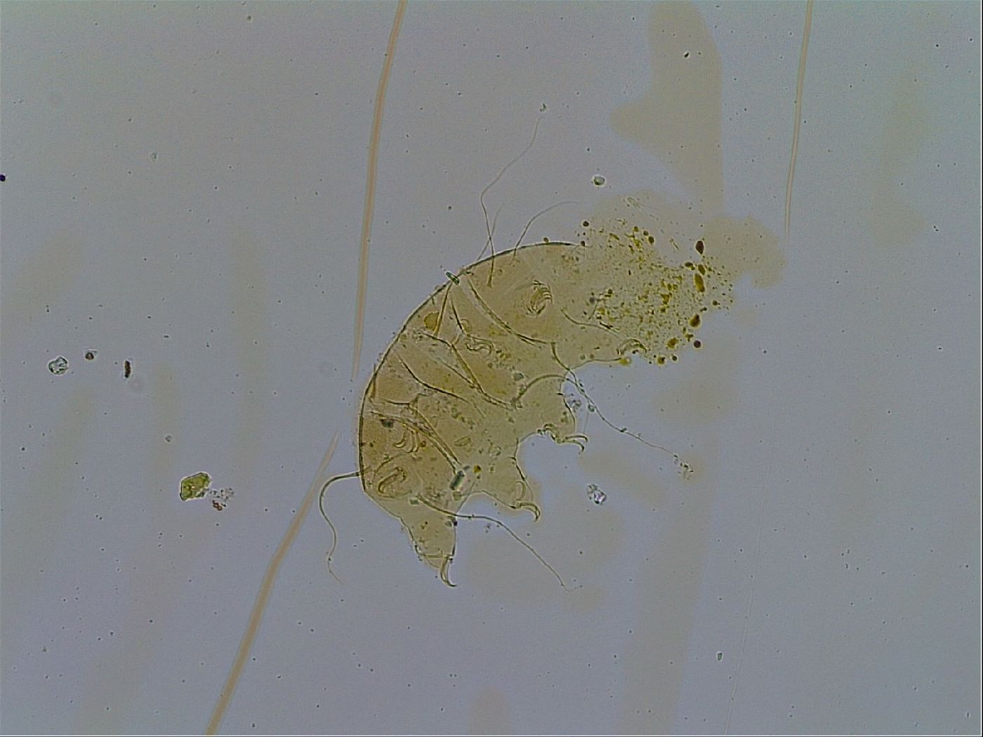 Echiniscus testudo image