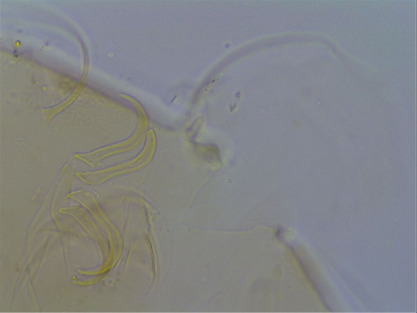 Echiniscus testudo image