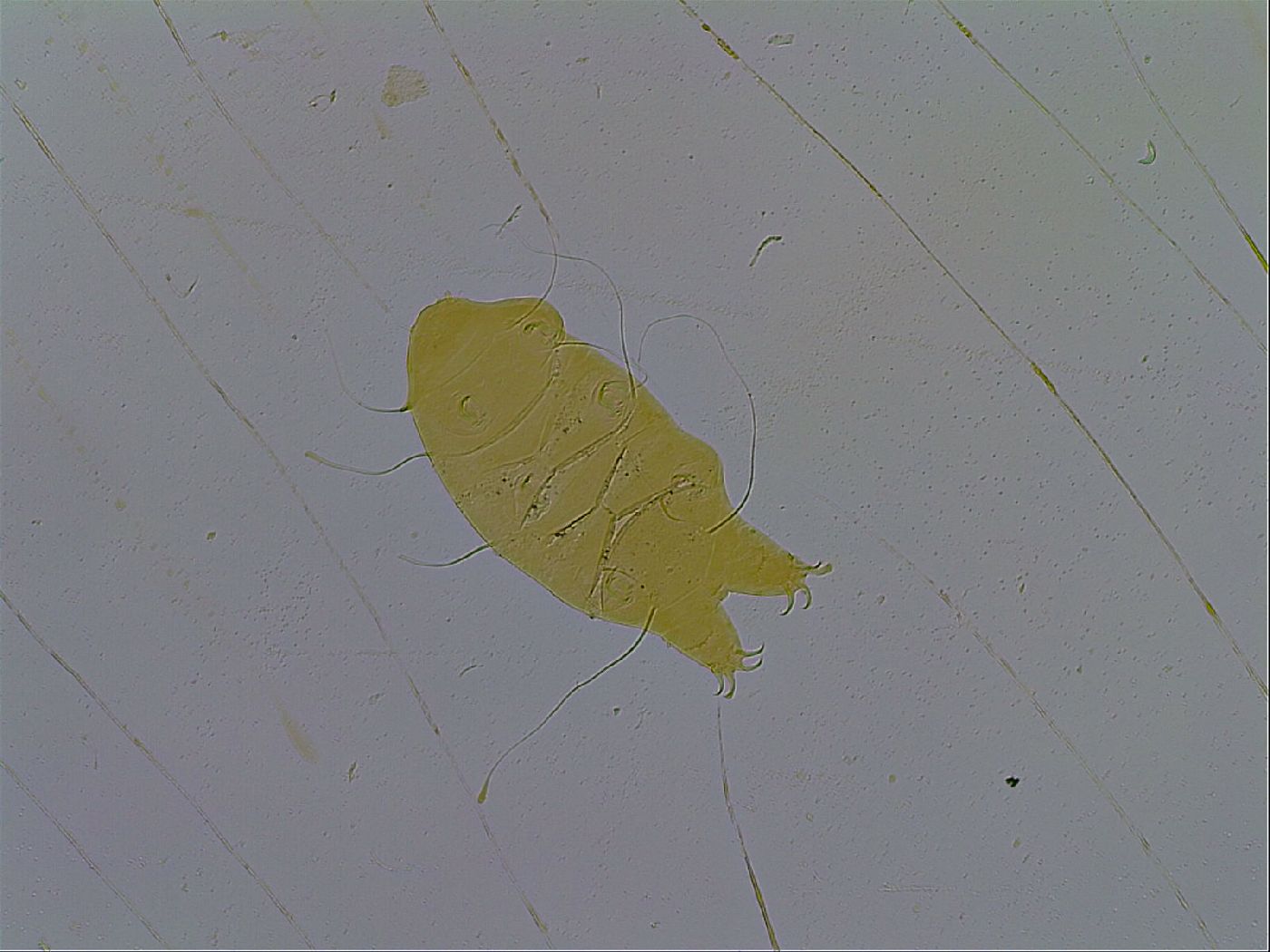 Echiniscus testudo image