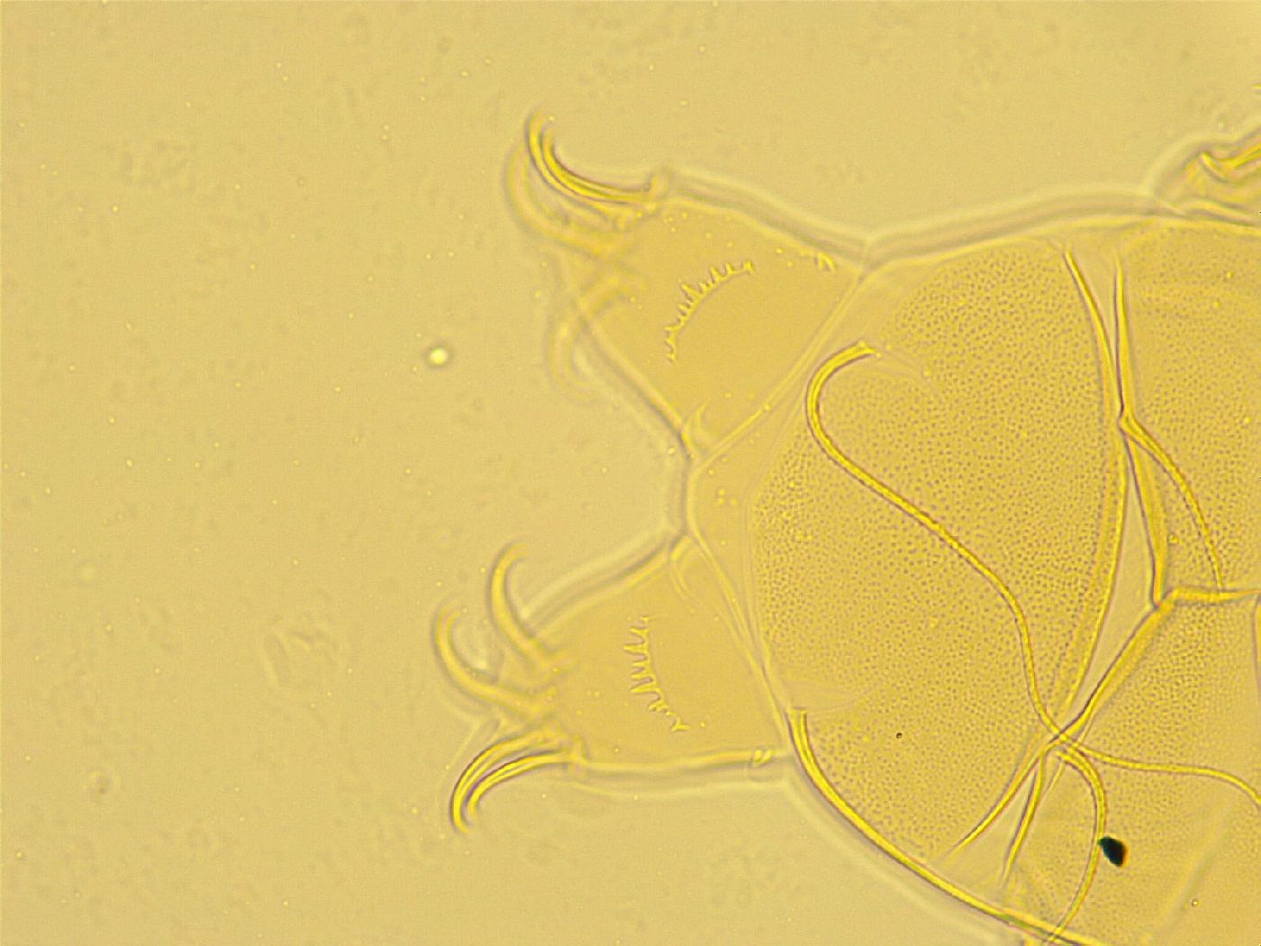 Echiniscus testudo image