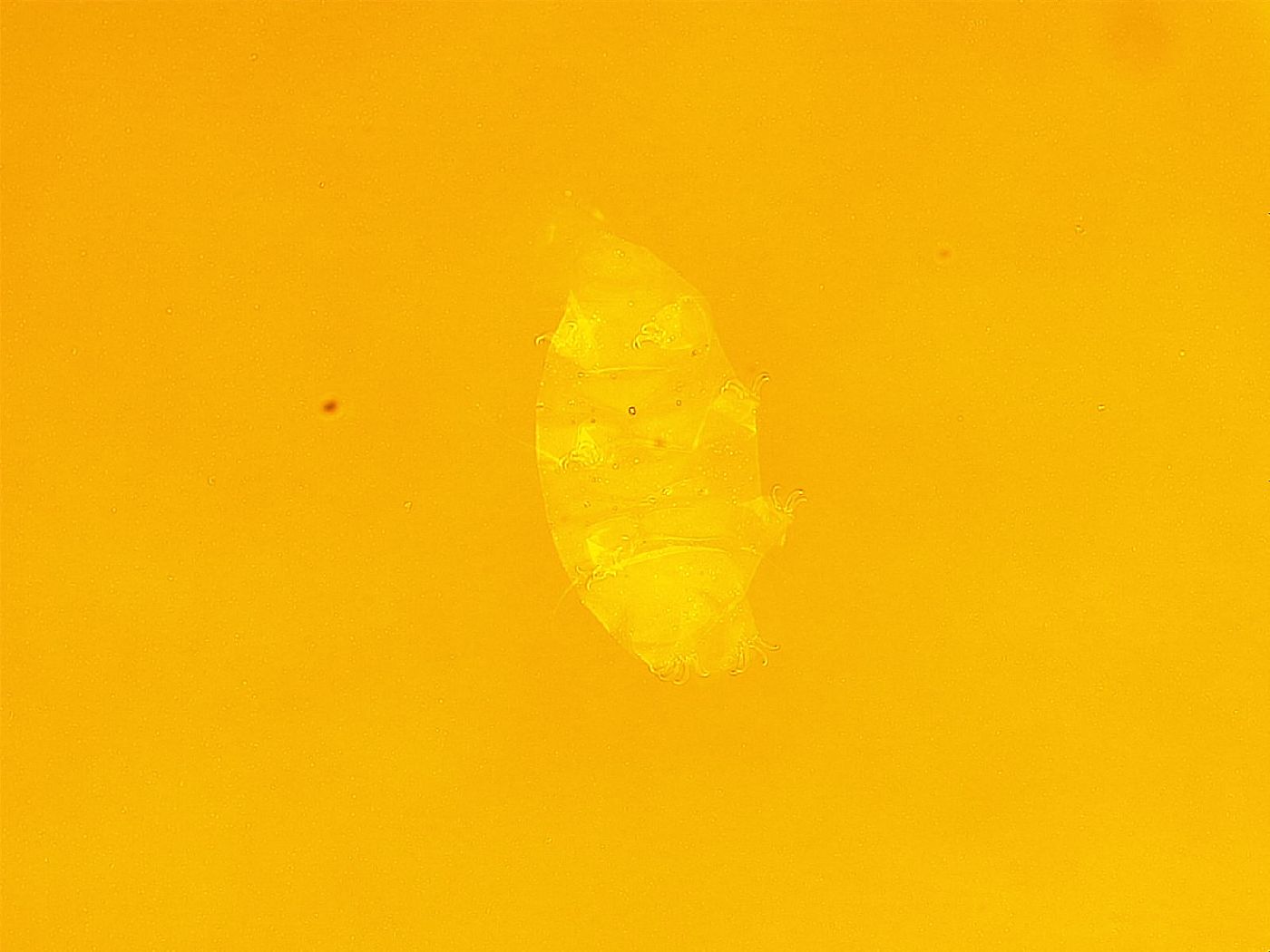 Echiniscus trisetosus image