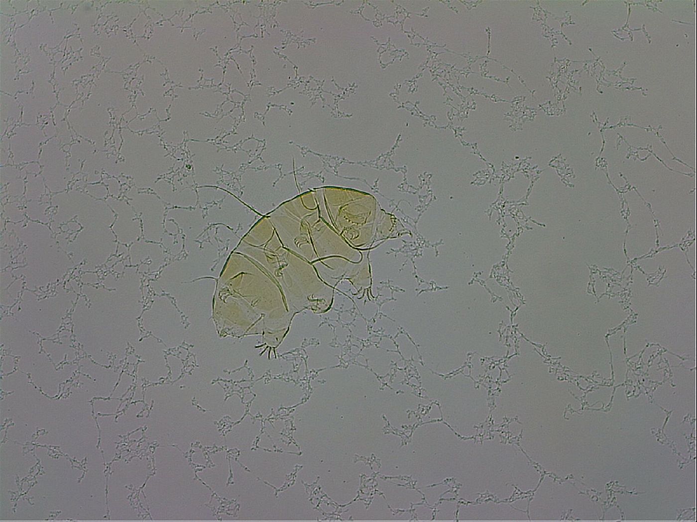 Echiniscus trisetosus image