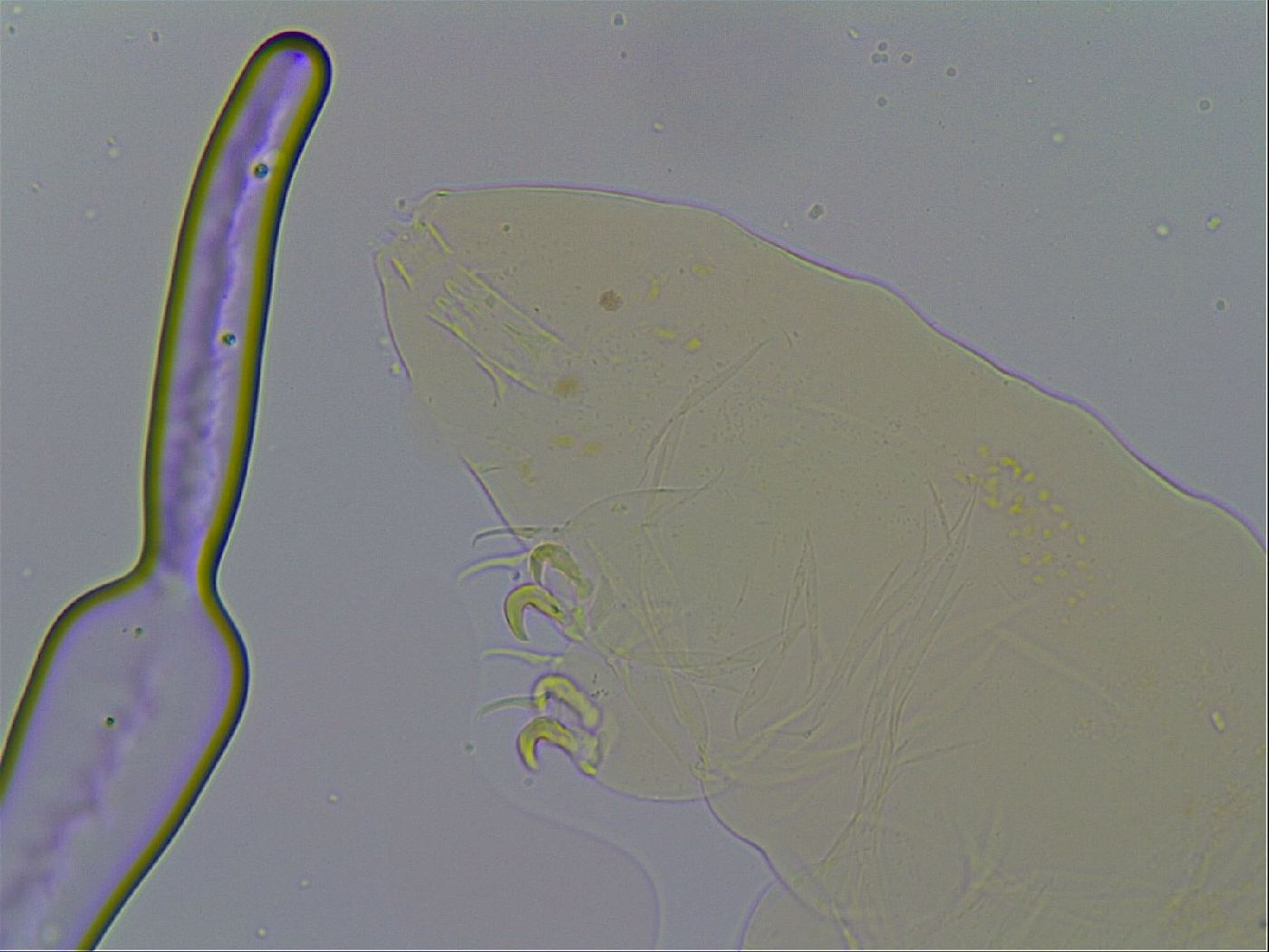 Milnesium tardigradum image