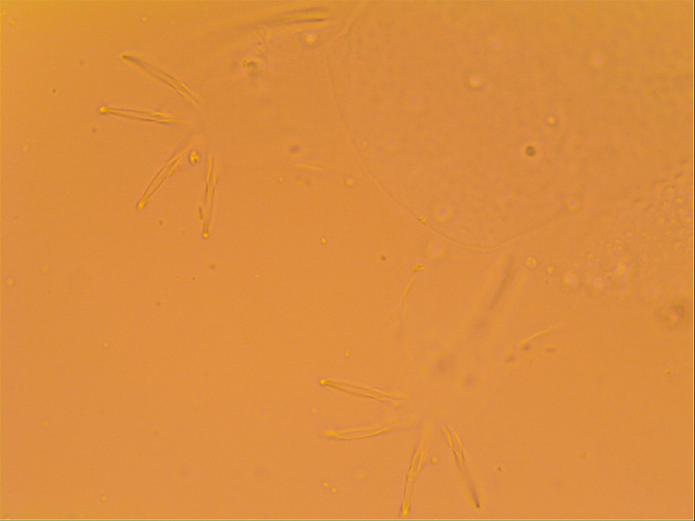 Echiniscus velaminis image