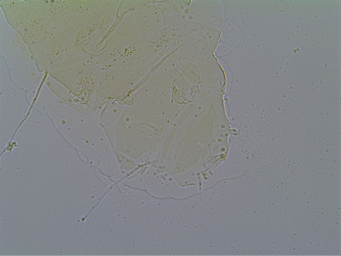 Echiniscus velaminis image