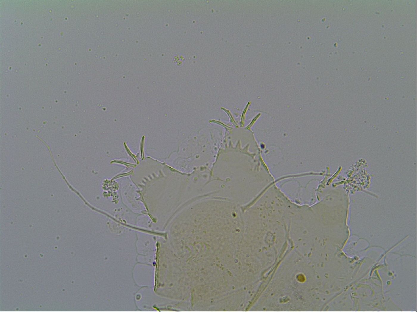 Echiniscus velaminis image