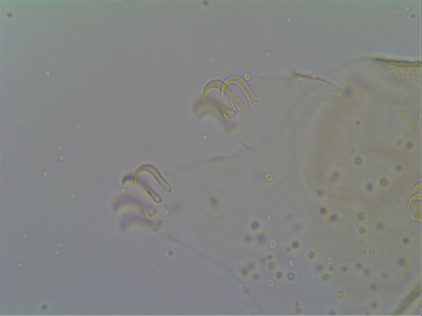 Echiniscus vinculus image