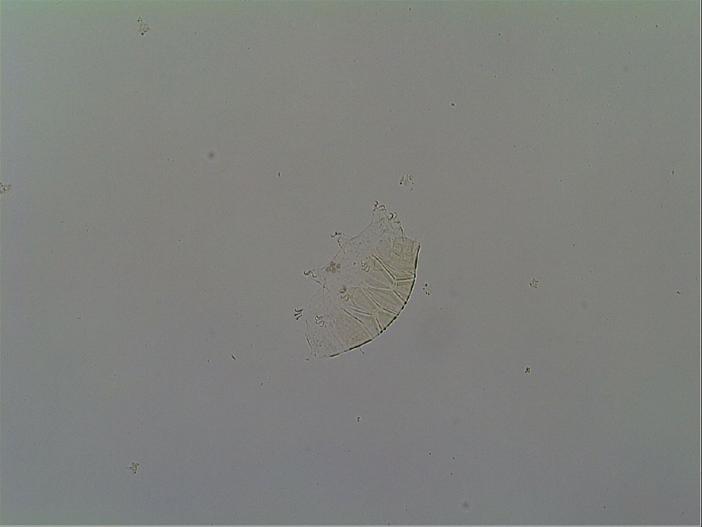 Echiniscus vinculus image