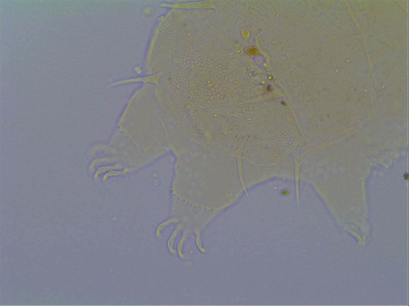 Echiniscus virginicus image