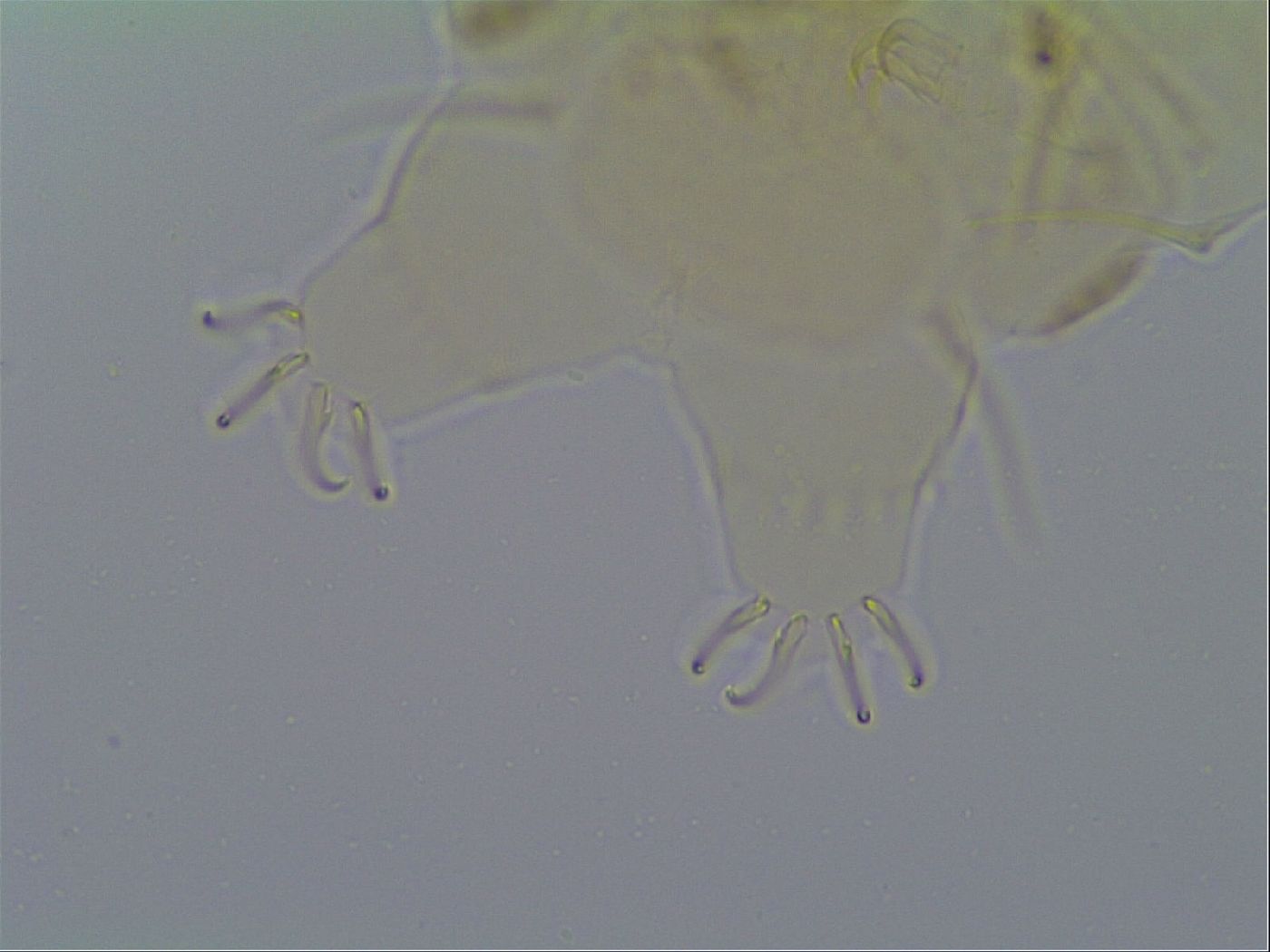 Echiniscus virginicus image