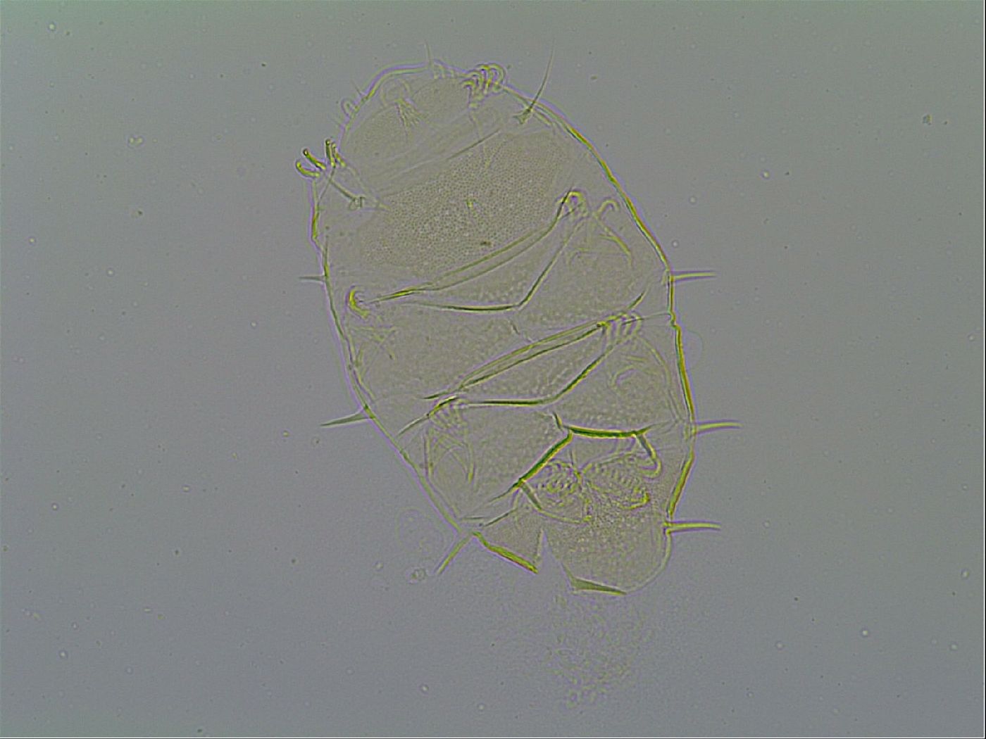Echiniscus virginicus image