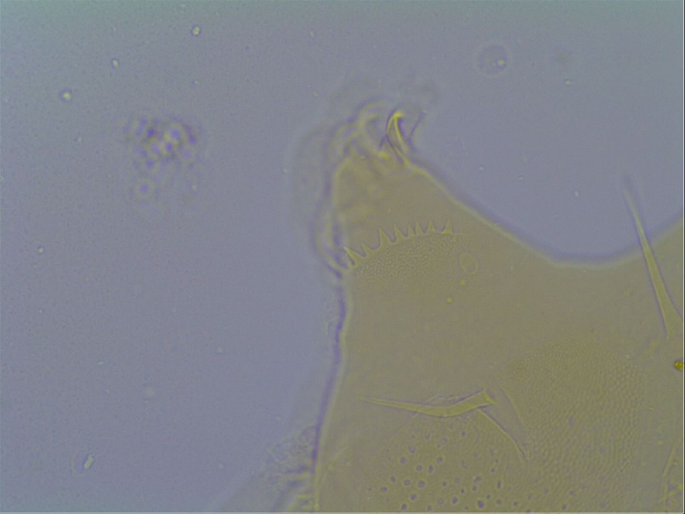 Echiniscus virginicus image