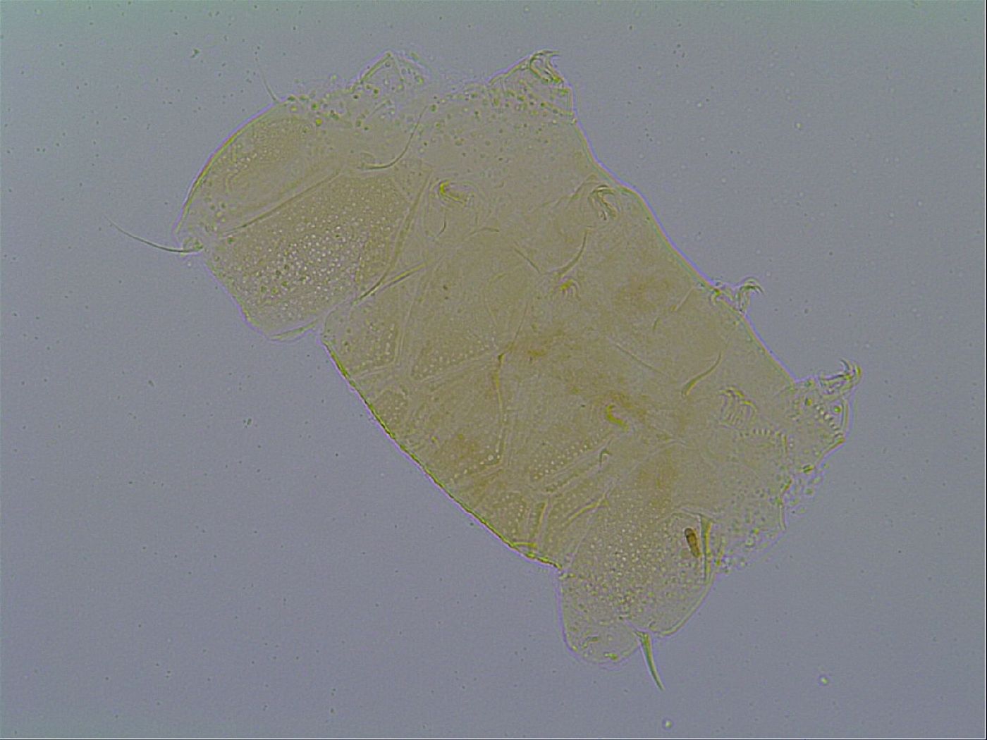 Echiniscus virginicus image