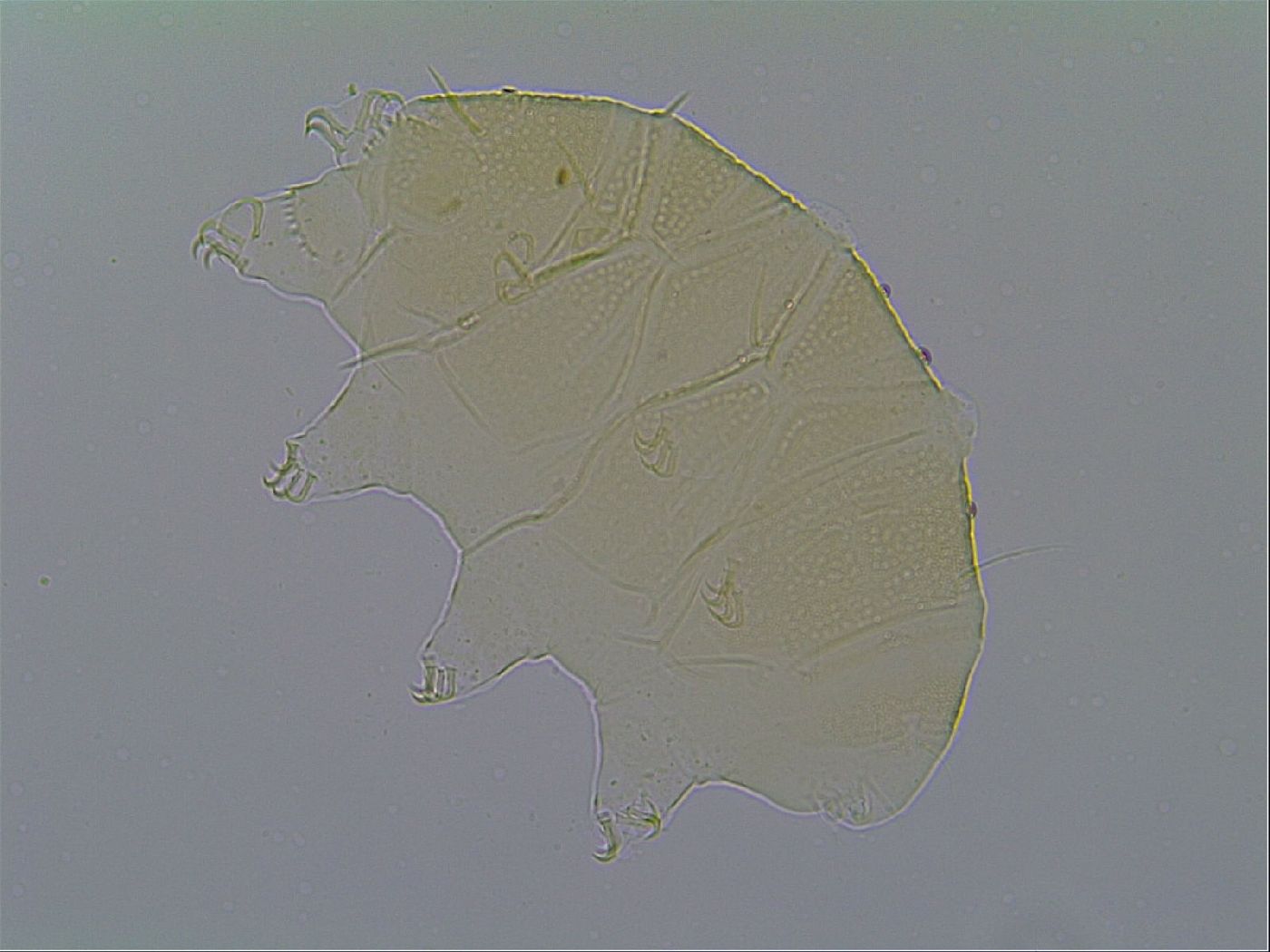 Echiniscus virginicus image