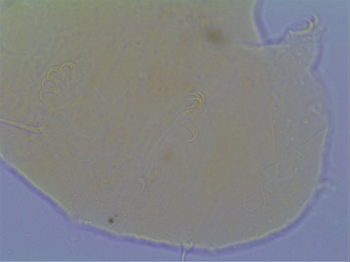 Echiniscus virginicus image